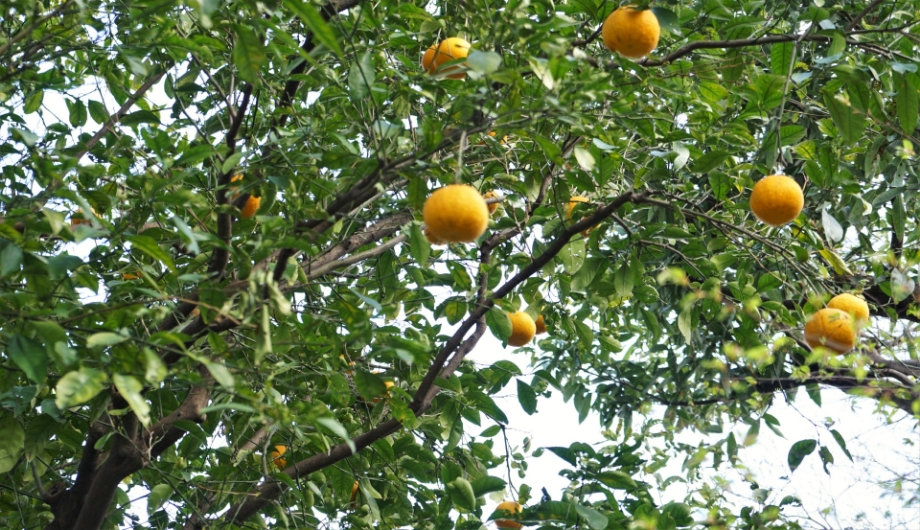 夏みかんの原樹