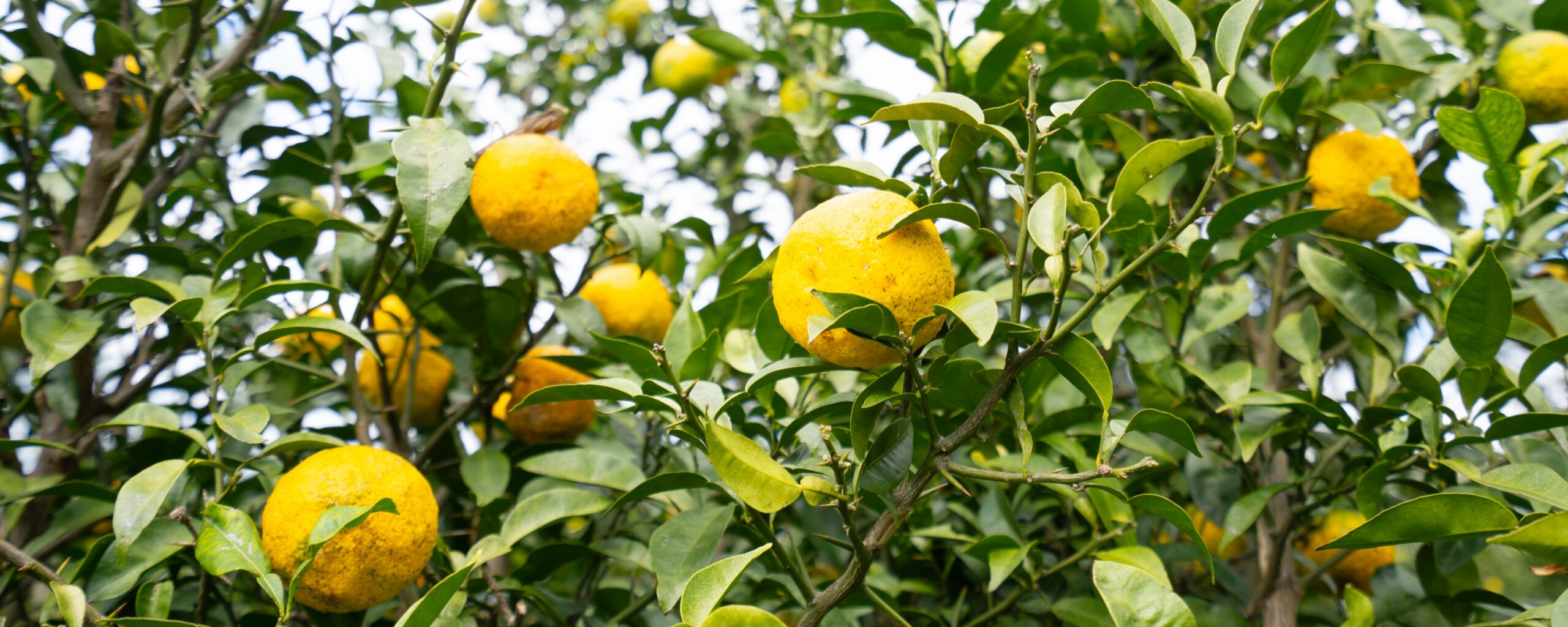 柑橘のいろは - 柚子屋本店【公式】